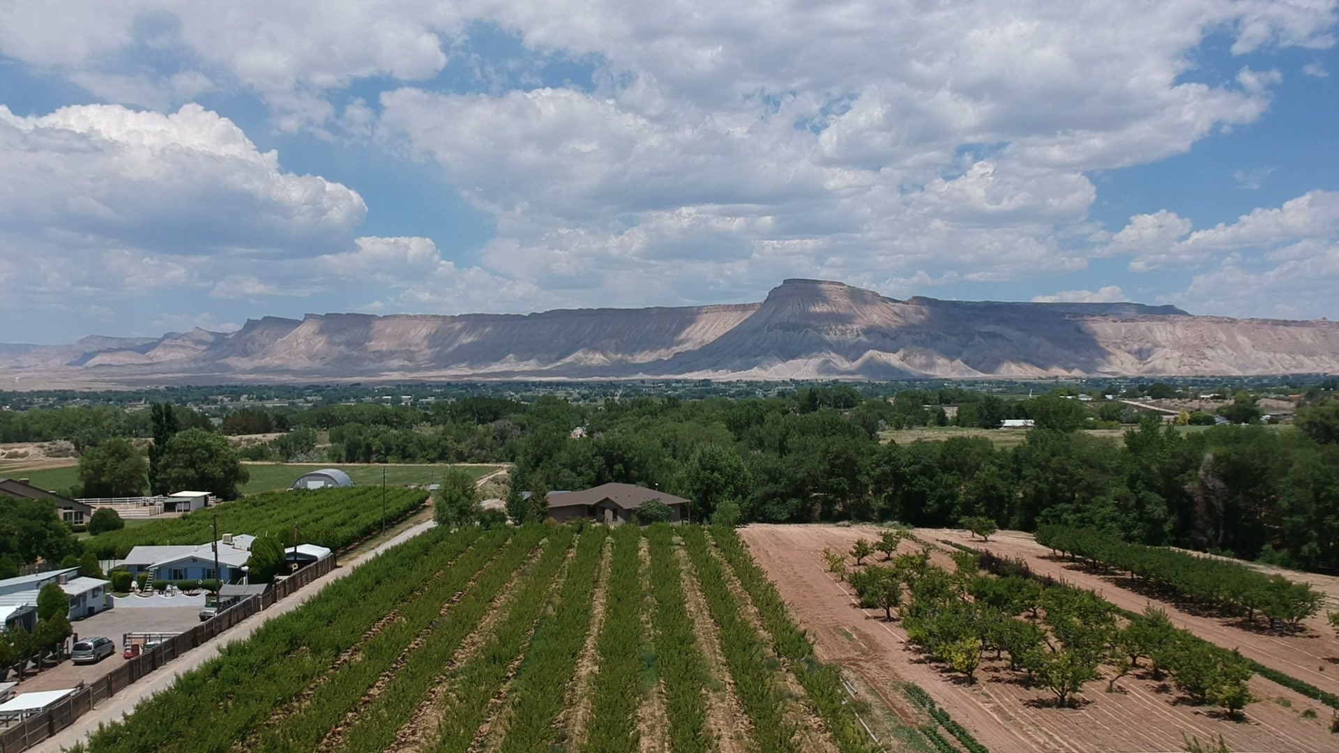 Vineyard and Book Cliffs on the Colorado Western Slope, July 2017